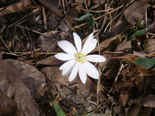 Bloodroot